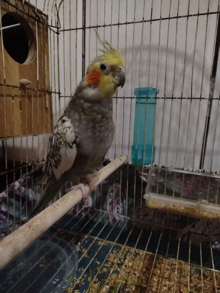 عروس هلندی|پرنده|هندیجان, |دیوار