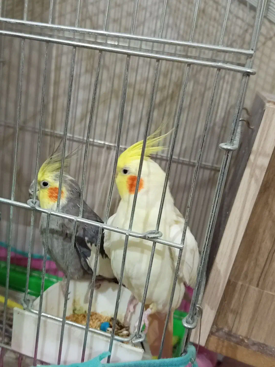 عروس هلندی مولد|پرنده|گلپایگان, |دیوار