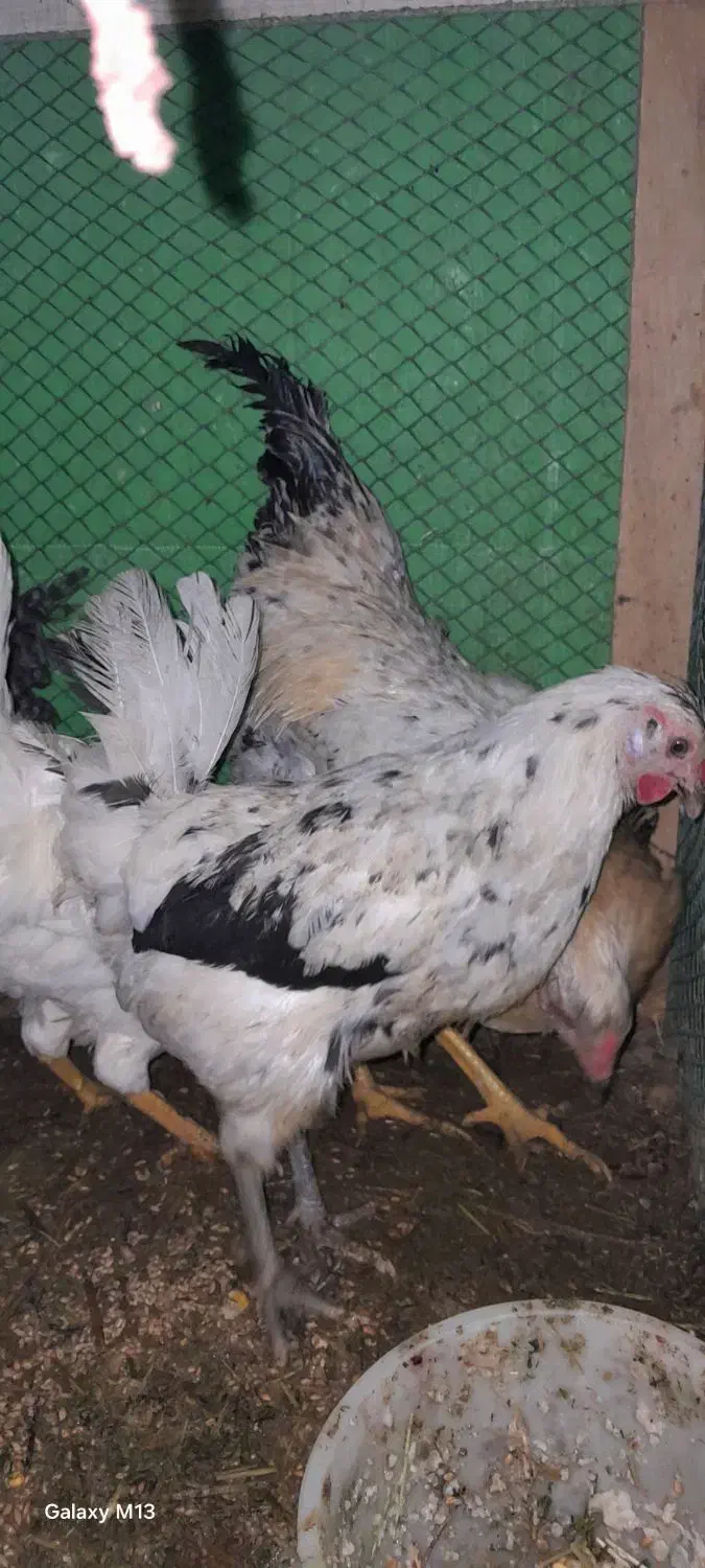 خروس|حیوانات مزرعه|قره ضیاالدین, |دیوار