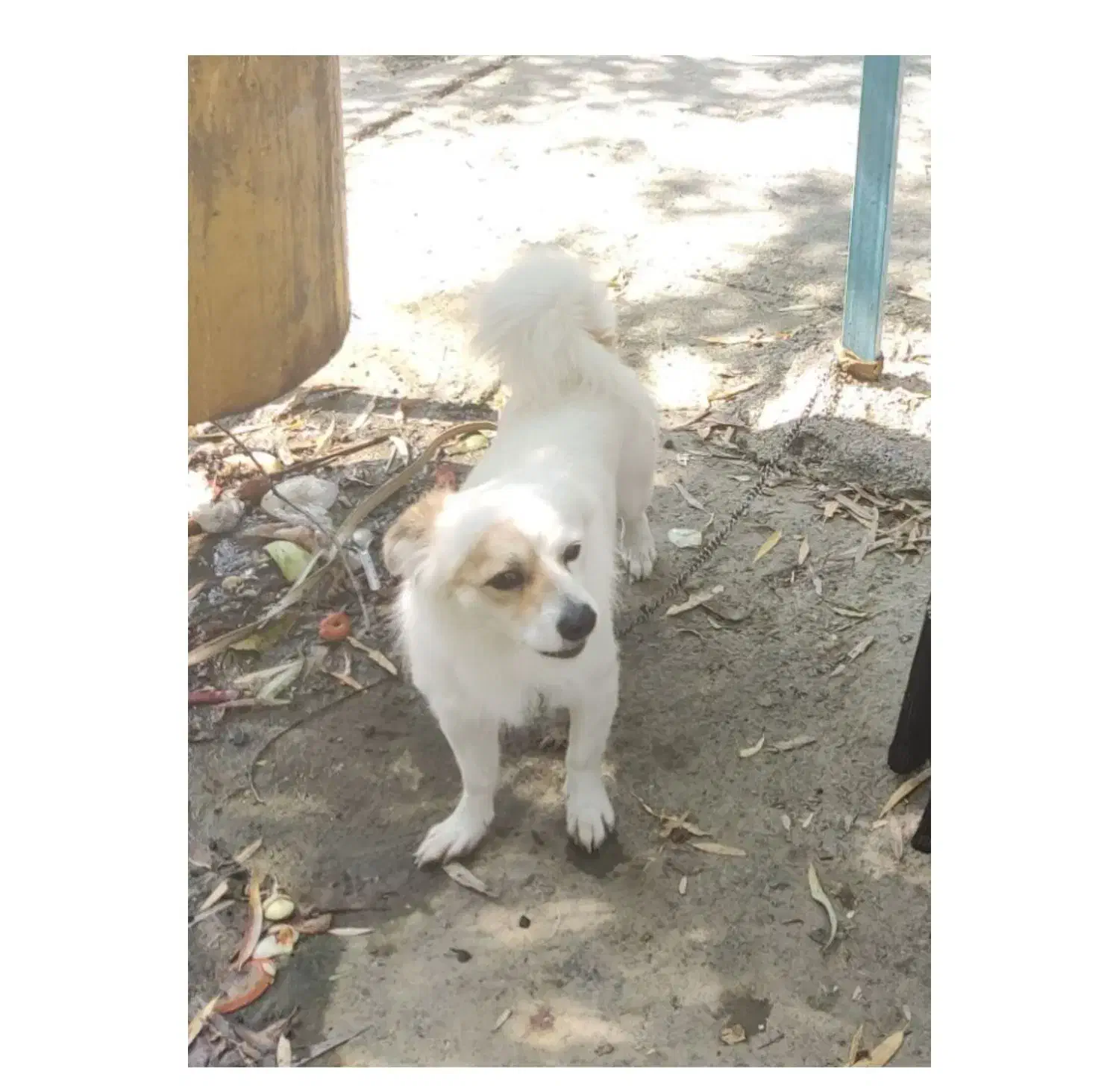 گمشده سگ روباهی سفید قهوه ای نر|سگ|کازرون, |دیوار