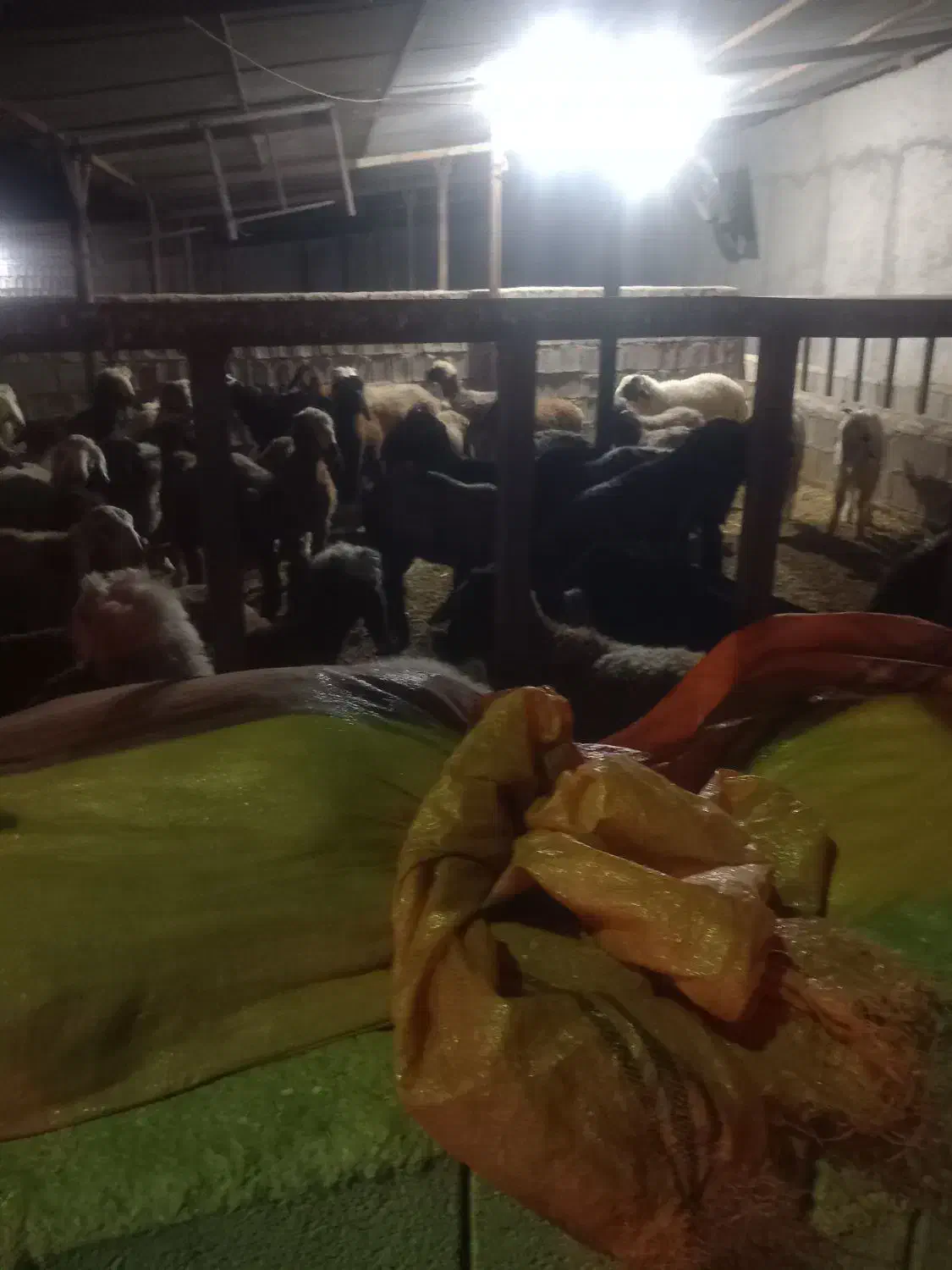 فروش بره|حیوانات مزرعه|وحدتیه, |دیوار