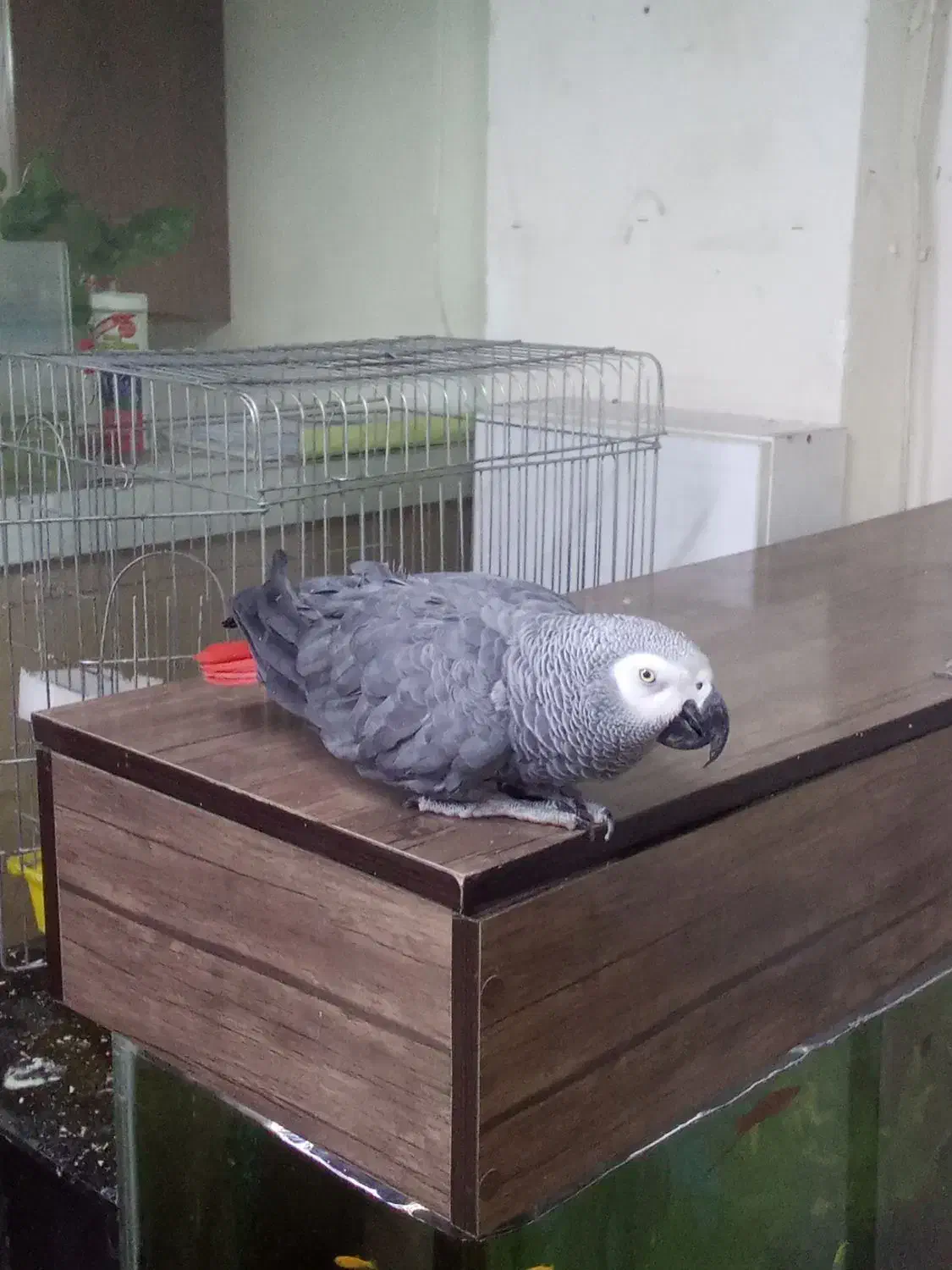 کاسکو سخنگو ۷ ساله رام و دستی|پرنده|پردیس, فاز ۳|دیوار