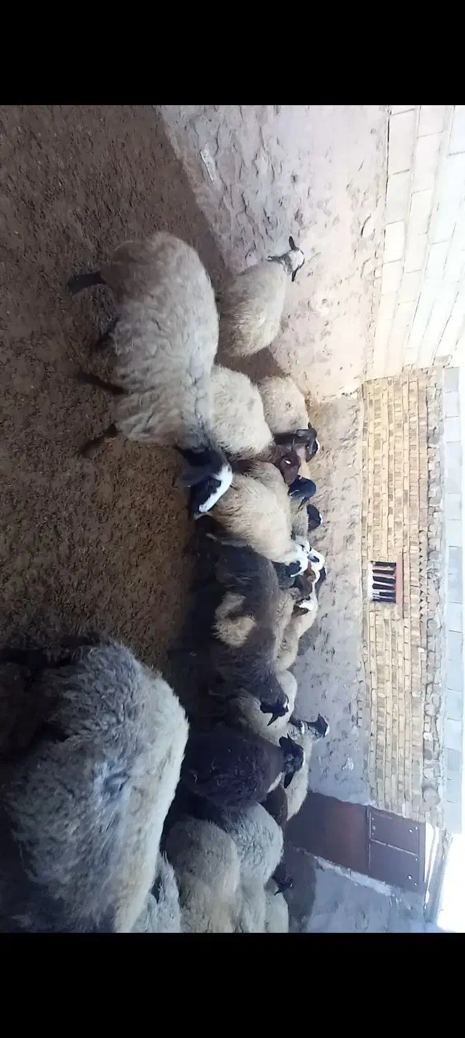 میش و بره|حیوانات مزرعه|بوئین زهرا, |دیوار