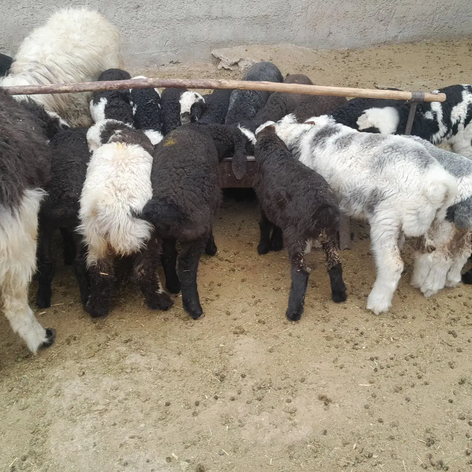 ۶۰ راس شیشک و میش دورگ بختیاری بره دار|حیوانات مزرعه|کازرون, |دیوار