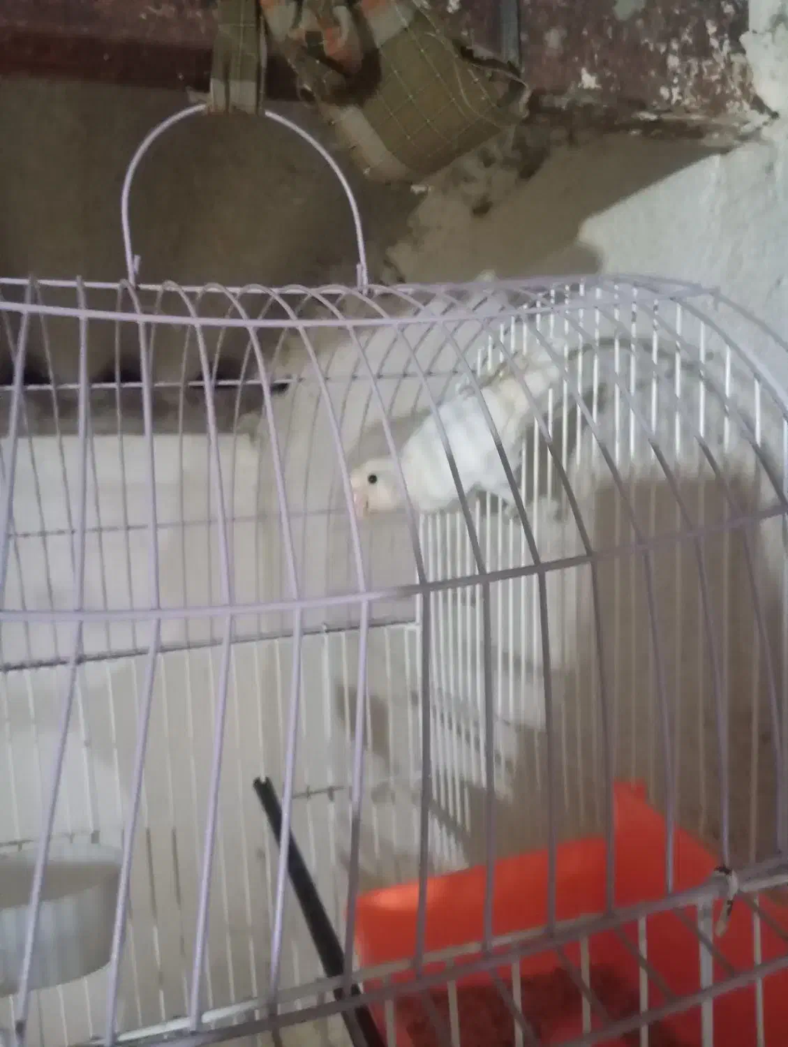 کوتوله ماده|پرنده|چابهار, |دیوار