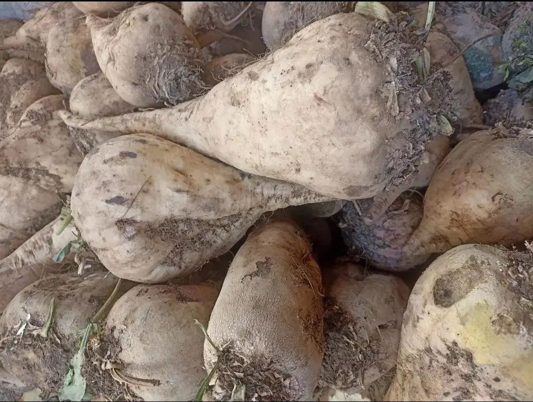 چغندر شیرین|خوردنی و آشامیدنی|شاهین دژ, |دیوار