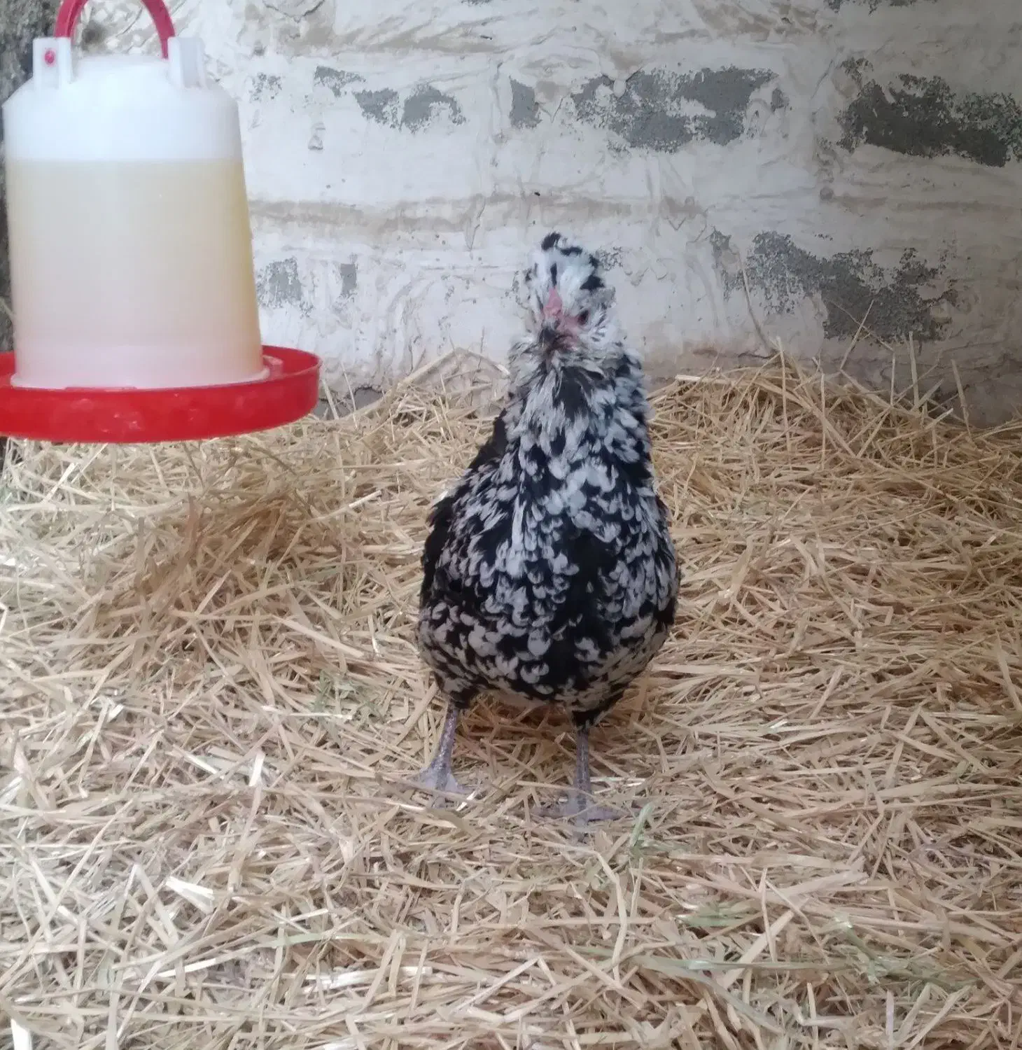 مرغ گلین ریشی چهلتاج|حیوانات مزرعه|ری, حمزه‌آباد|دیوار