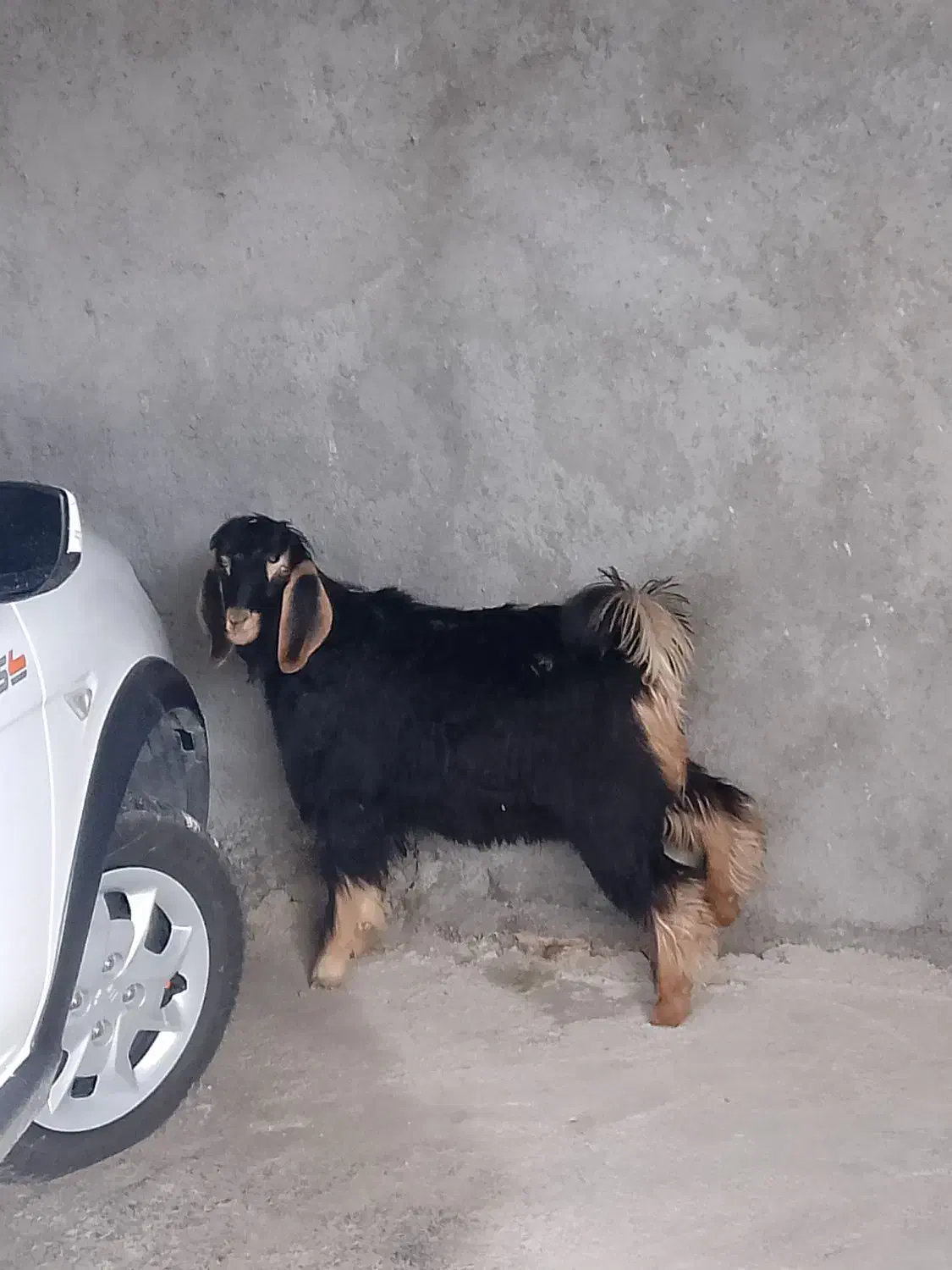 بزغاله|حیوانات مزرعه|گوآور, |دیوار