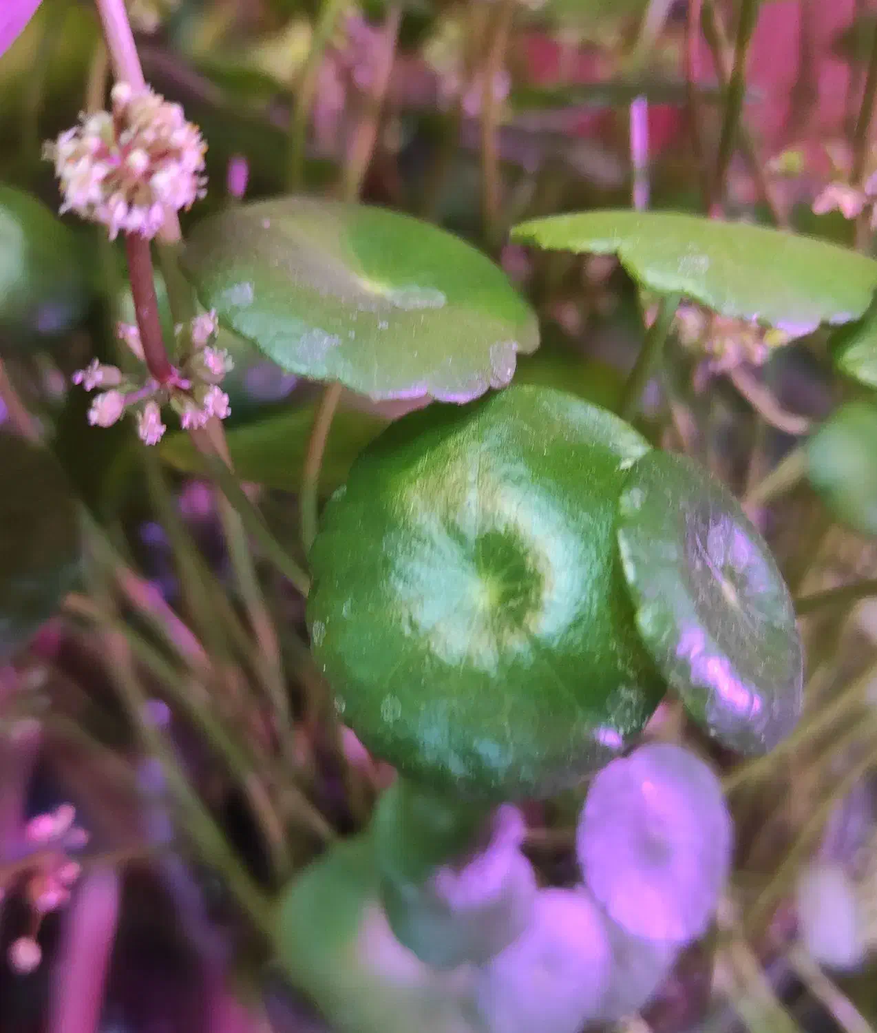 گیاه هیدروکوتیل / پول سکه ای / گیاه شانس|گل و گیاه طبیعی|کرج, گوهردشت|دیوار