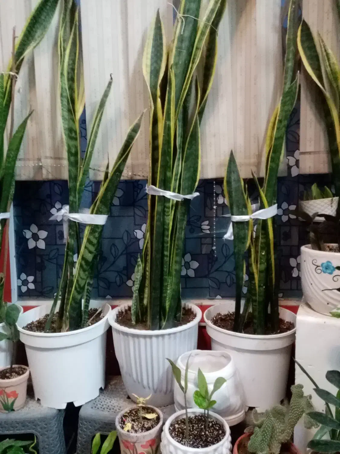 زاموفیلیا و یوکا|گل و گیاه طبیعی|کازرون, |دیوار