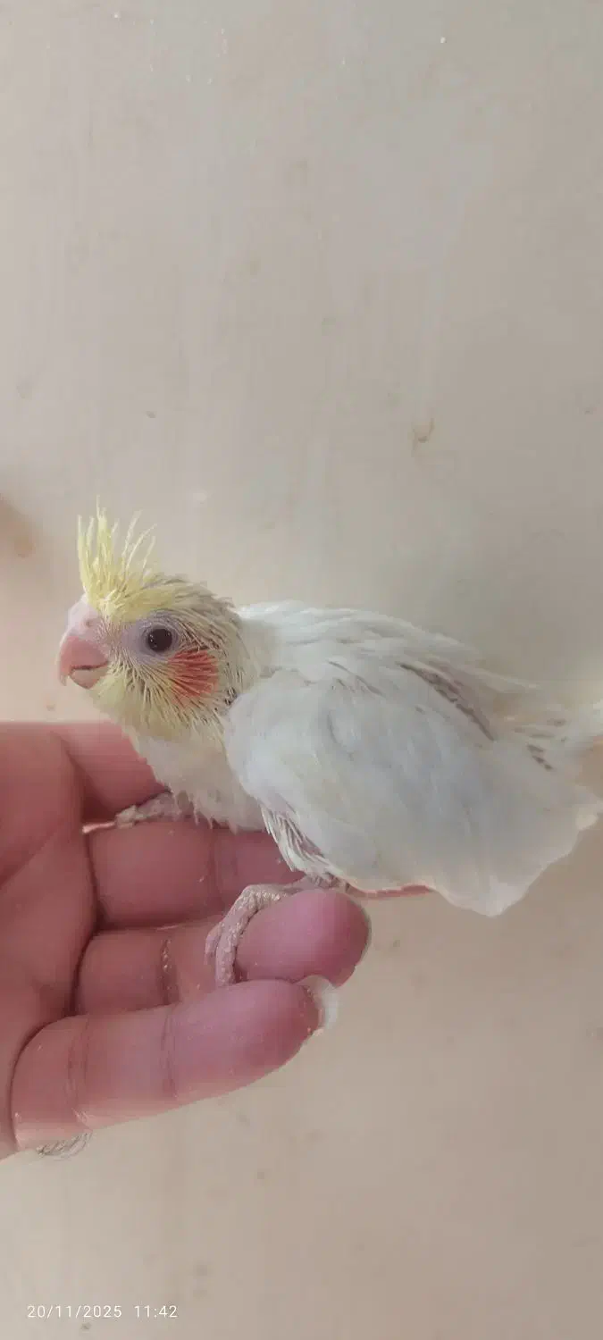 جوجه یک ماهه آماده سرلاک و دستی|پرنده|قزوین, |دیوار