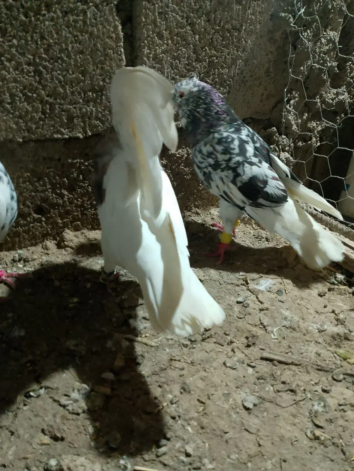 کبوتر رنگی|پرنده|شوشتر, |دیوار