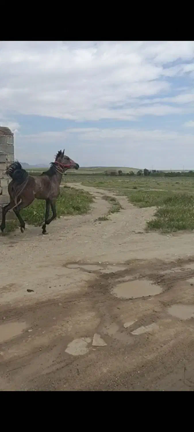 اسب|اسب و تجهیزات اسب‌سواری|ارومیه, |دیوار