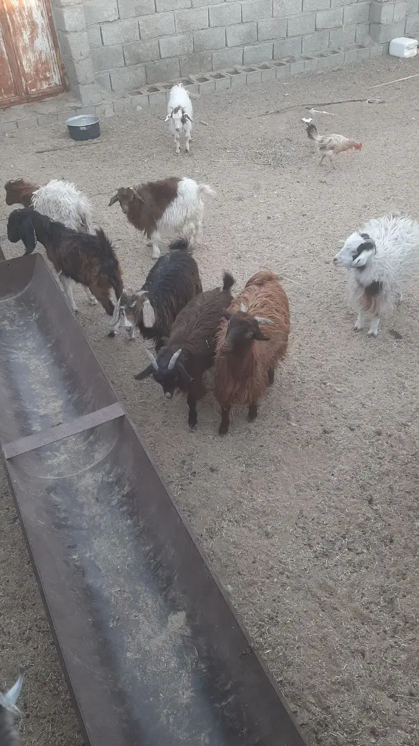 کهره کورکی|حیوانات مزرعه|فاریاب, |دیوار