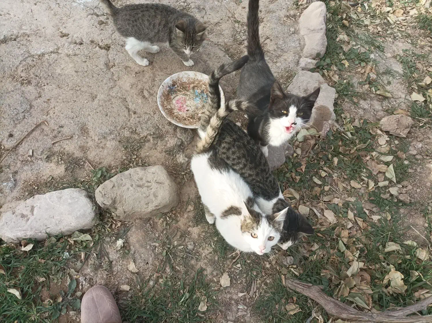 فروش گربه خانگی|گربه|آبکوه, |دیوار