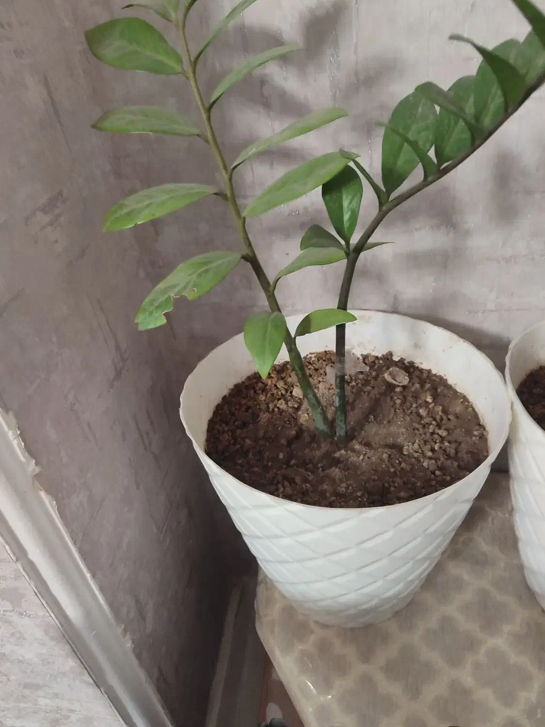 گل با گلدان|گل و گیاه طبیعی|اسلامشهر, شهرک قائمیه|دیوار