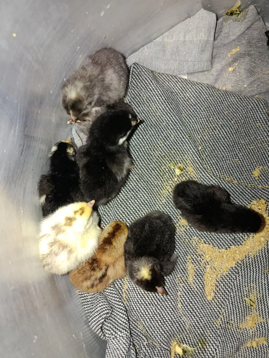 جوجه گلین یکروزه|حیوانات مزرعه|زرگرشهر, |دیوار