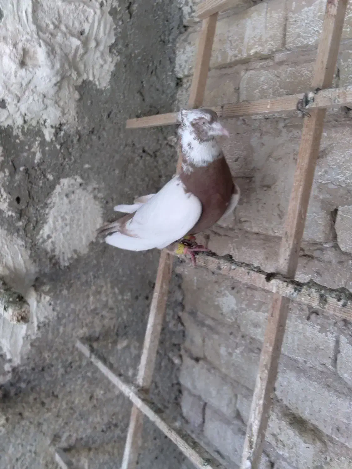 طوقه دار سرخ|پرنده|تاکستان, |دیوار