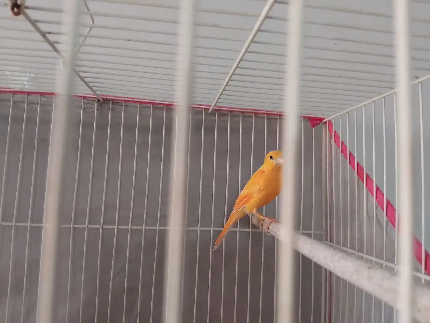 قناری|پرنده|چناران, |دیوار