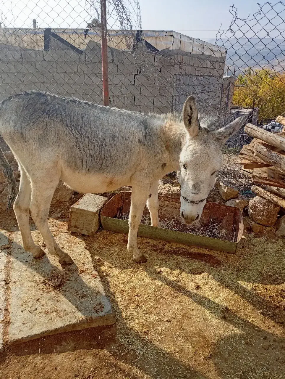 خر نر تازه داره باری میشه سالم سرحال|حیوانات مزرعه|جوانرود, |دیوار