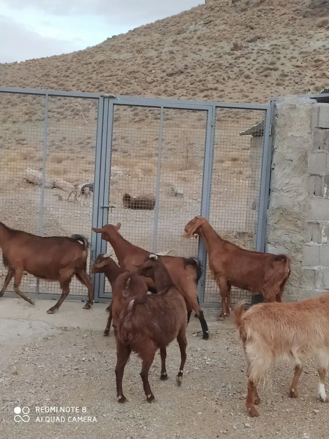 بز آلپاین|حیوانات مزرعه|کوهبنان, |دیوار