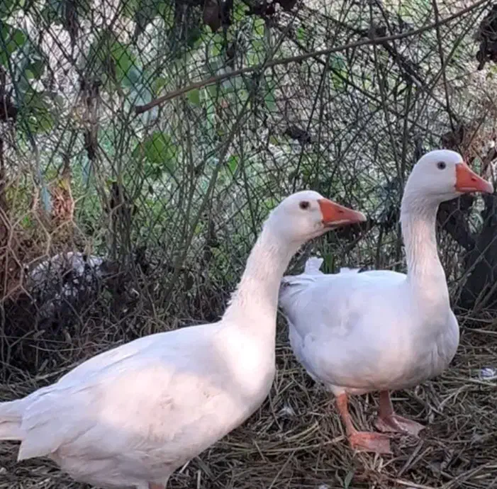 غاز|حیوانات مزرعه|زابل, |دیوار