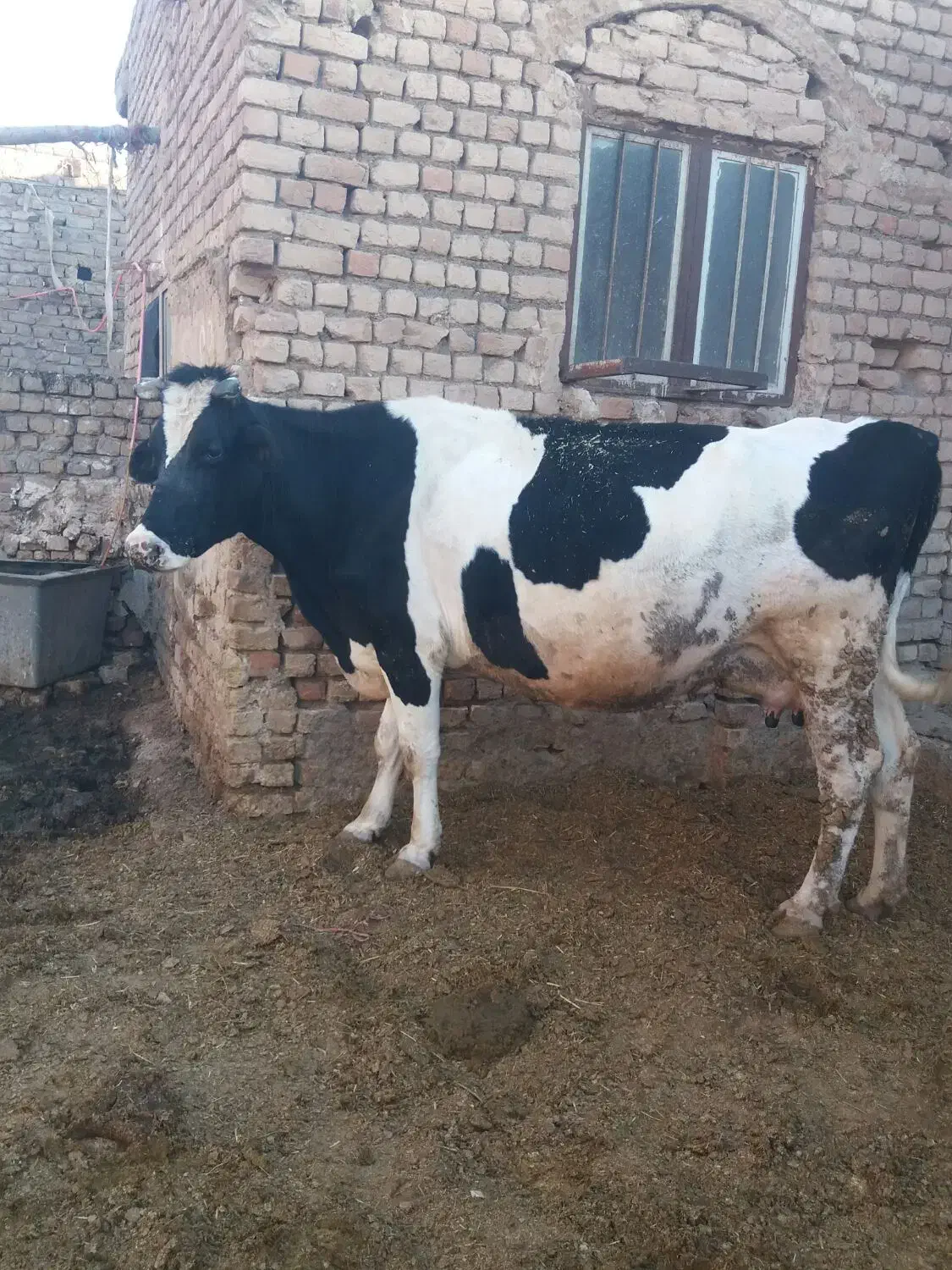 گاوه شیری|حیوانات مزرعه|قم, بلوار امین و ساحلی|دیوار