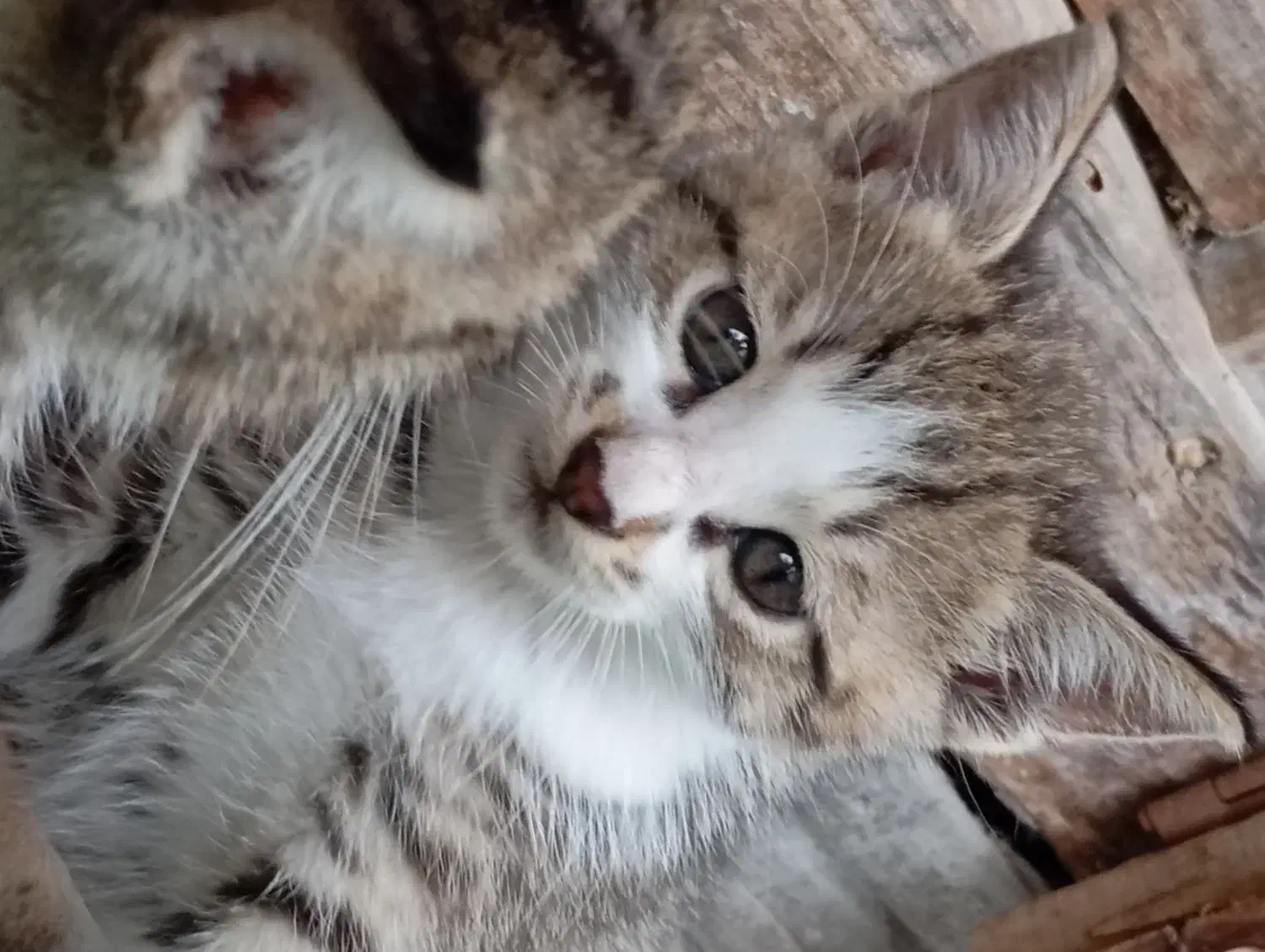 واگذار چند عدد بچه گربه|گربه|لولمان, |دیوار