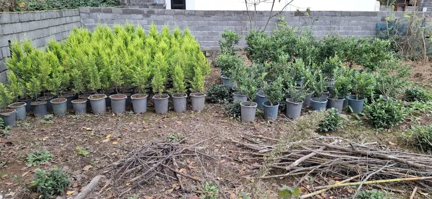 کاج لاوسون طلایی|گل و گیاه طبیعی|کلاچای, |دیوار