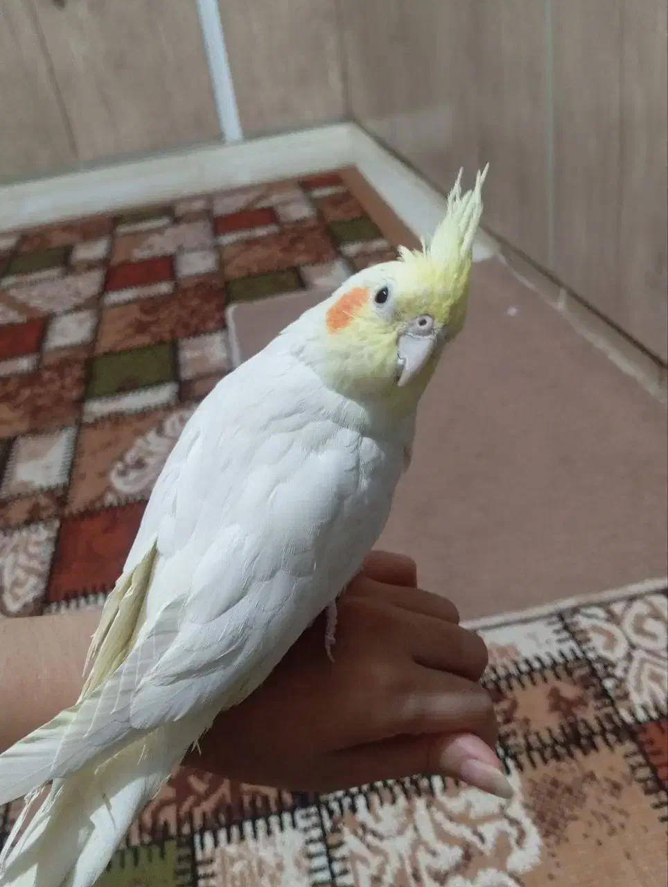 عروس هلندی|پرنده|تربت‌حیدریه, کوی شهید احمدزاده ملکی|دیوار