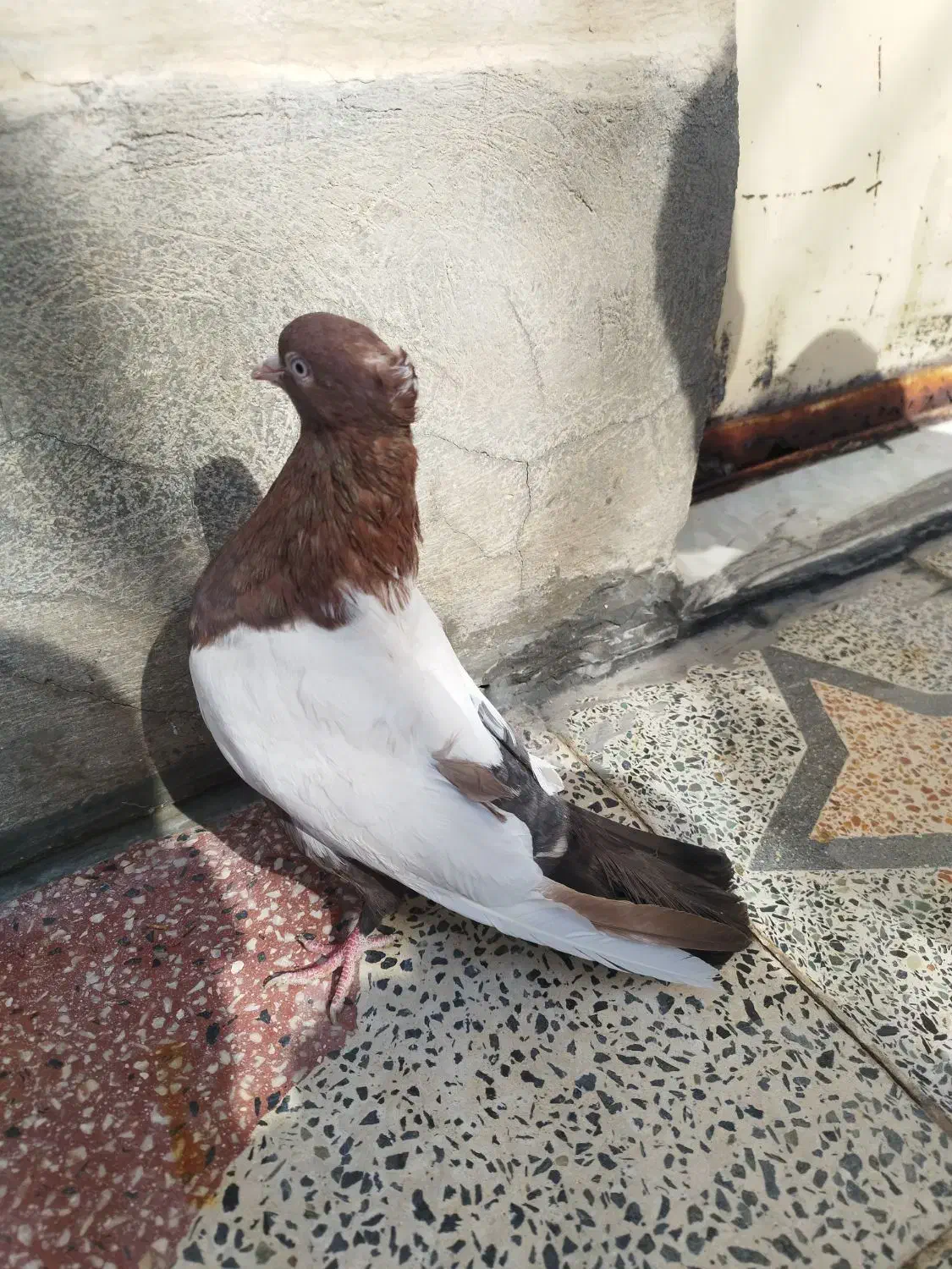 کبوتر سینه|پرنده|مرودشت, فاز اول شهرک فرهنگیان|دیوار