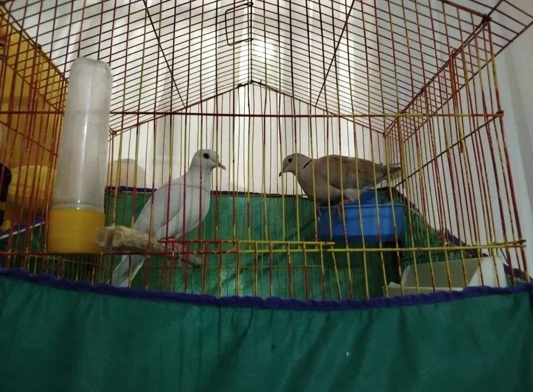 کبوتر سهره قناری فنج مرغ عشق مرغ مینا|پرنده|کرمانشاه, |دیوار