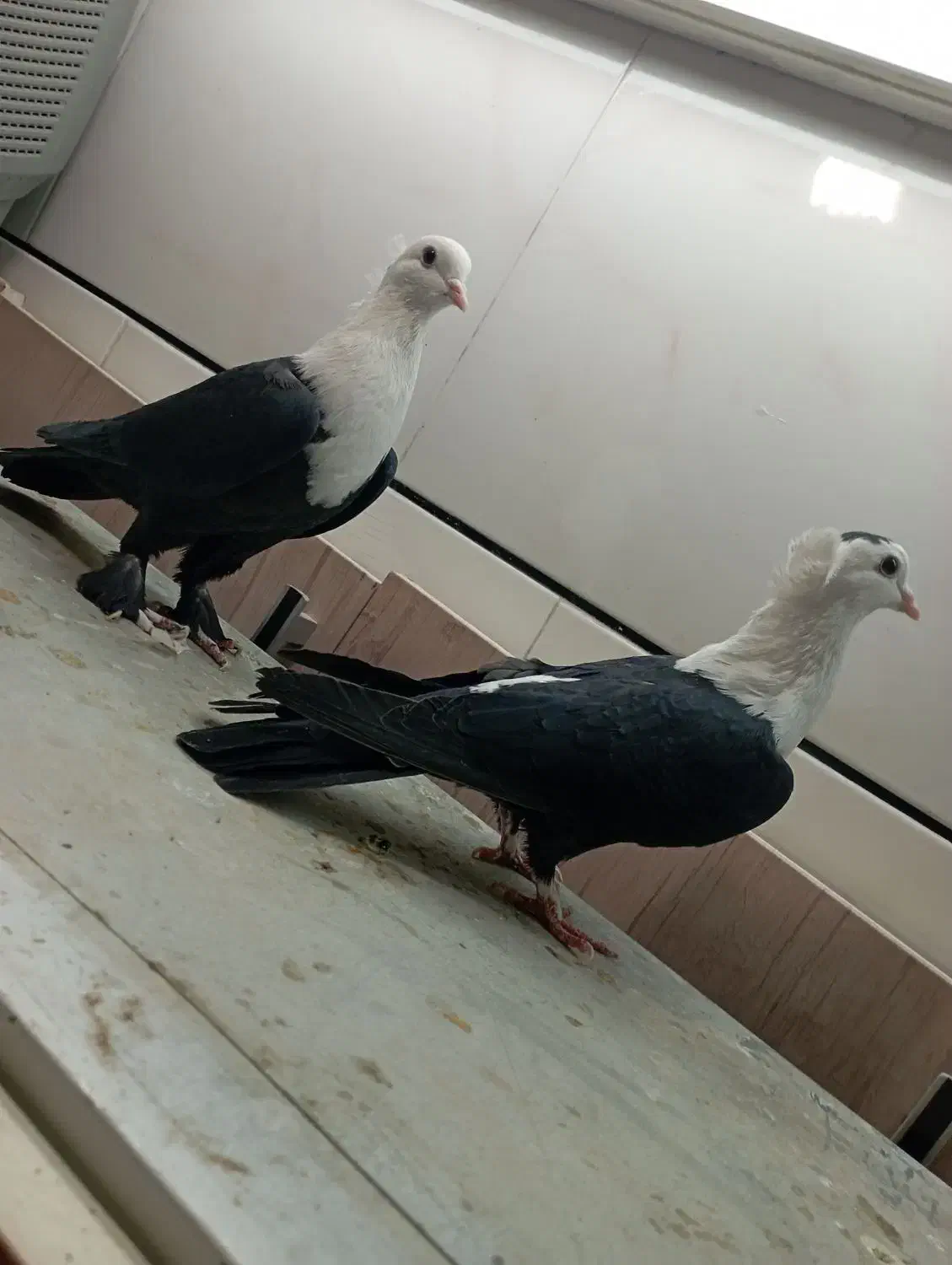 فرش|فرش|فردوس (خراسان), |دیوار