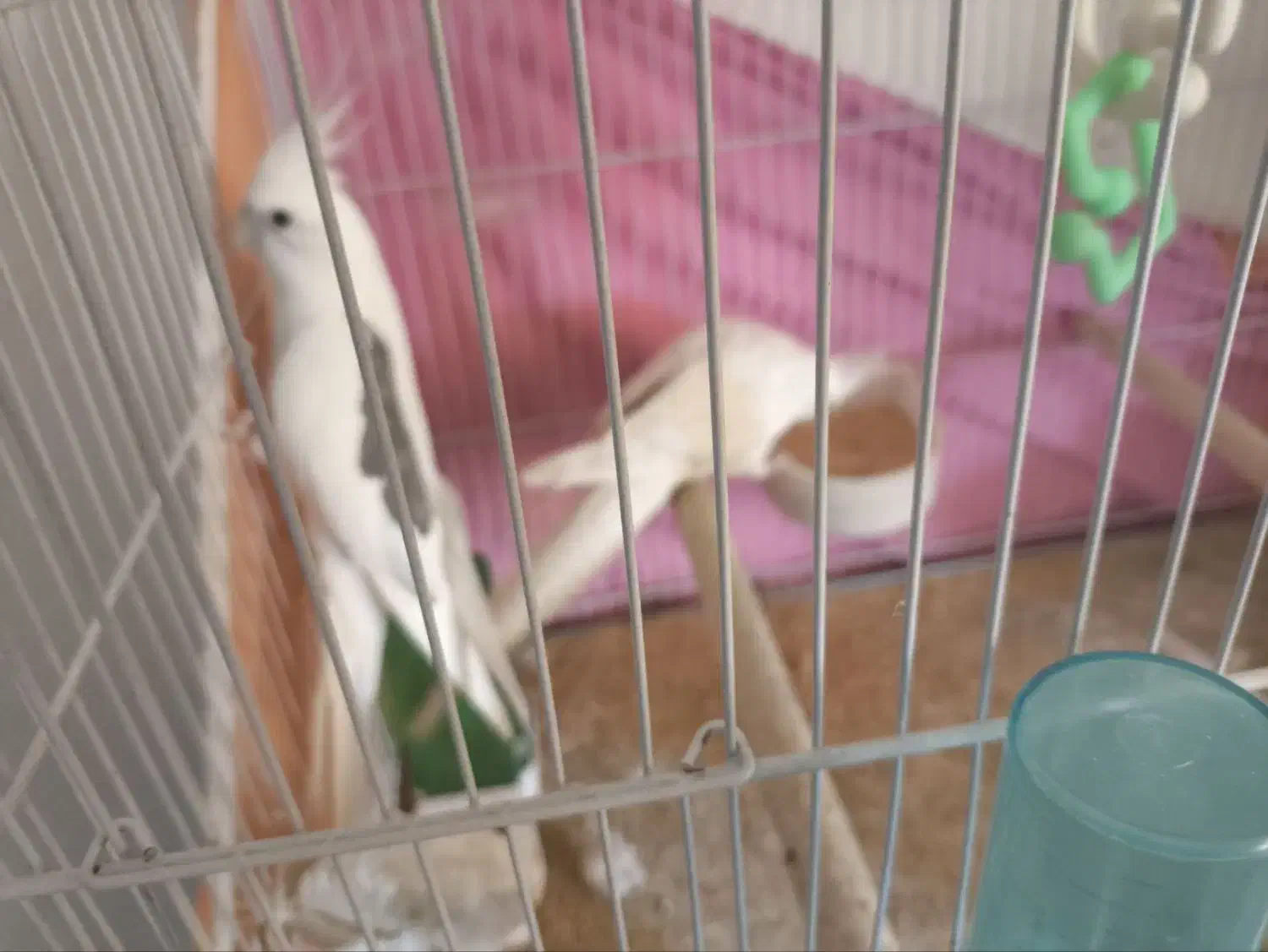 عروس هلندی|پرنده|گلبهار, شهر جدید گلبهار|دیوار