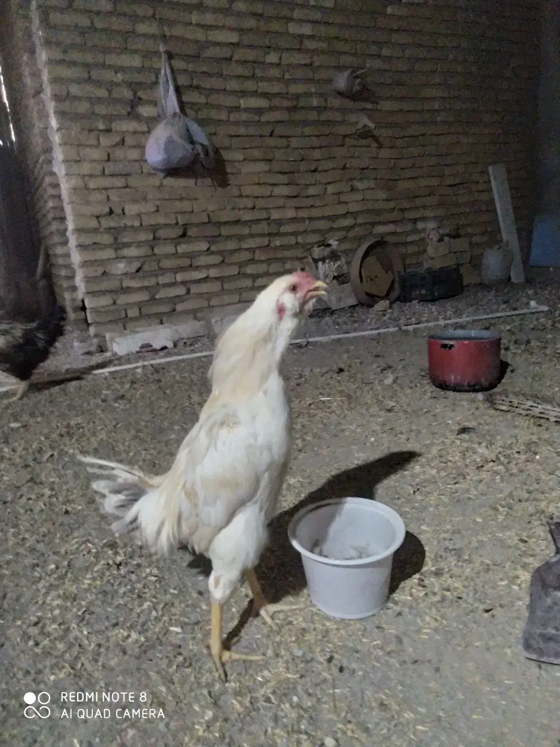 خروس سفید|پرنده|زاوه, |دیوار
