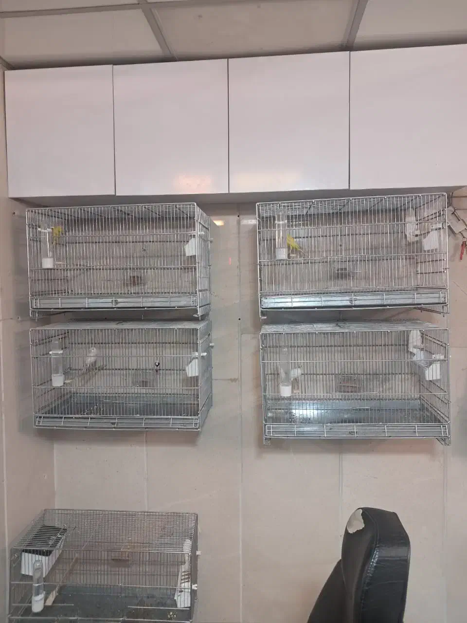 قناری نر و ماده|پرنده|اندیشه, اندیشه فاز ۳|دیوار