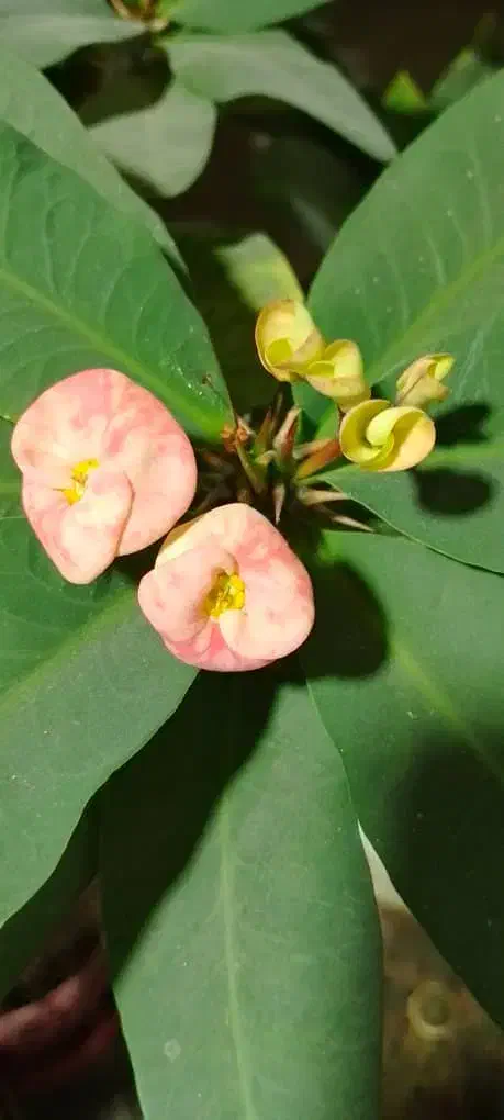 نیازمندضامن رسمی بابت وام ازدواج هستم|خدمات مالی، حسابداری، بیمه|فردیس, سرحدی|دیوار