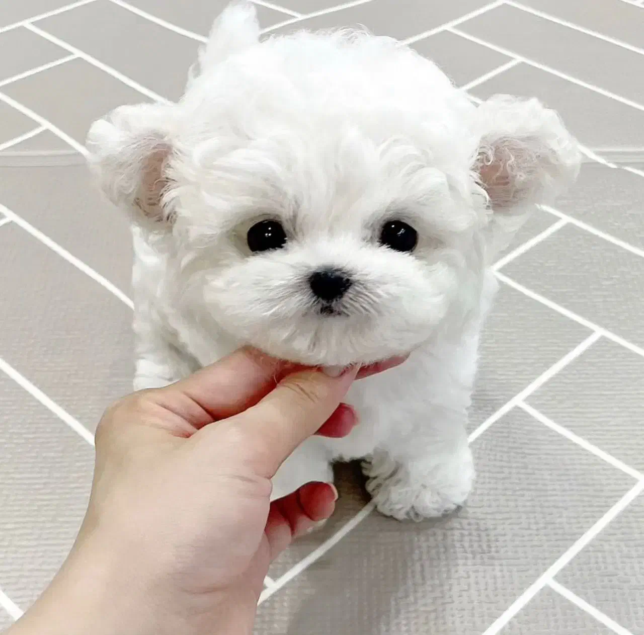 سگ سفید|سگ|زنجان, |دیوار