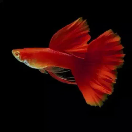 گوپی مولد|ماهی|نیشابور, شریعتی|دیوار