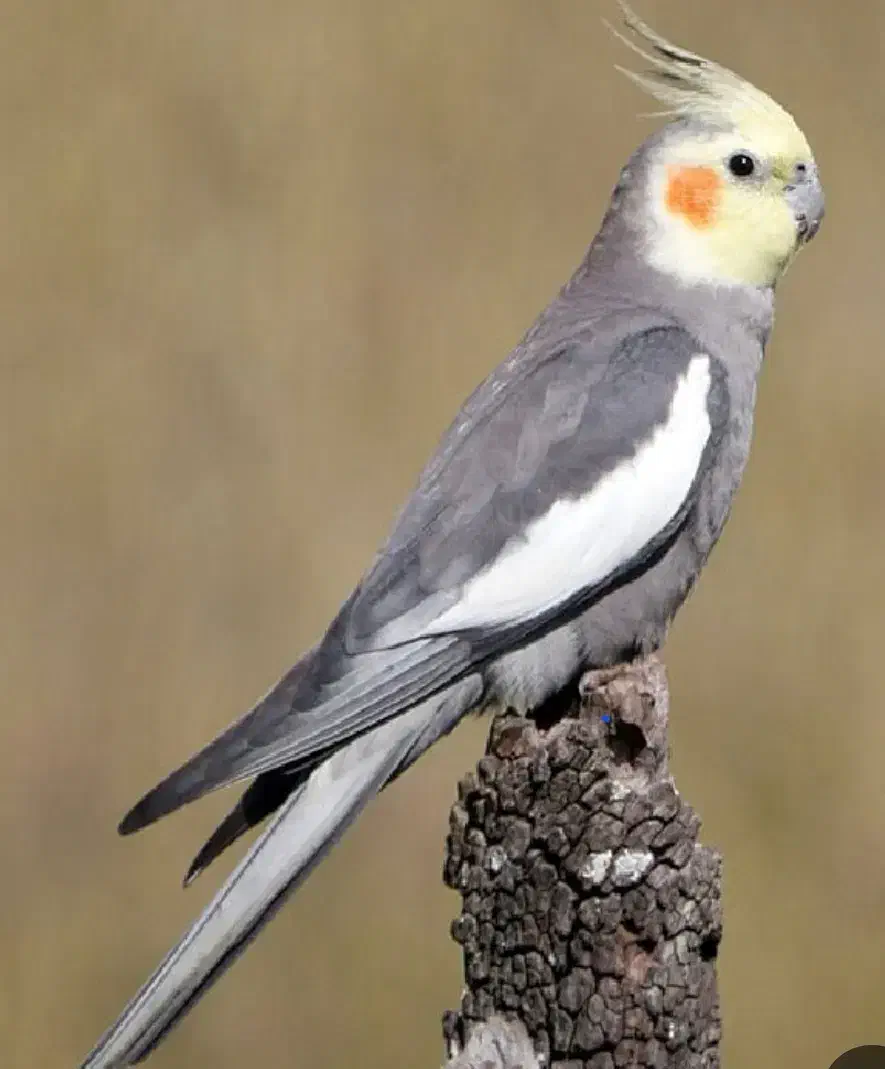 گمشده عروس هلندی|حیوانات|کیش, |دیوار