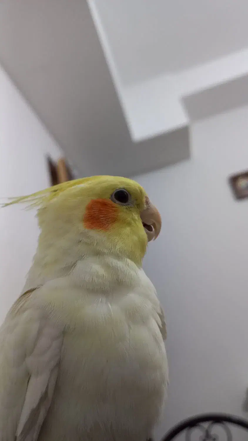 جفت مولد عروس هلندی|پرنده|شریف‌آباد, |دیوار