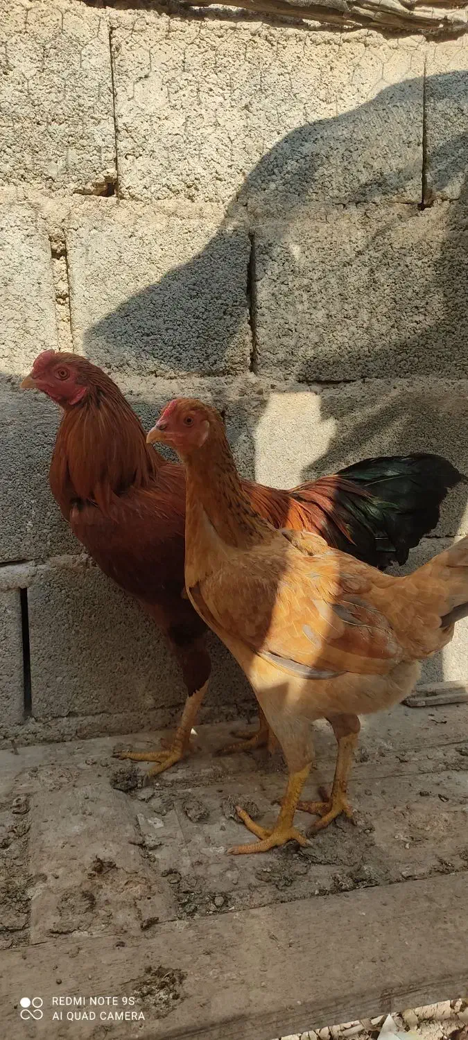 لاری|حیوانات مزرعه|آبدان, |دیوار