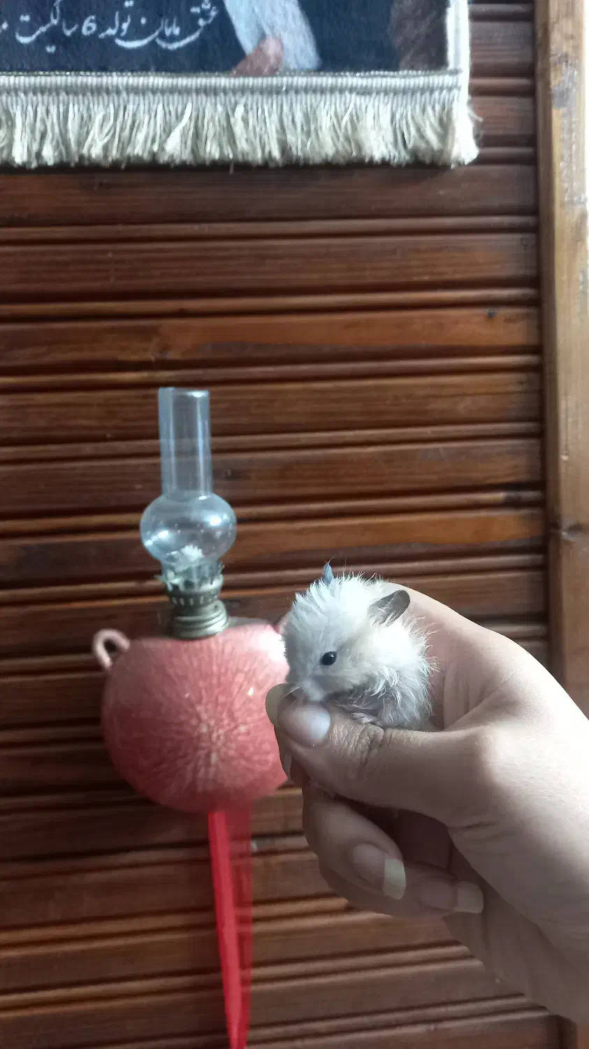 همستر خونگی فقط ۹۰ هزار تومن|موش و خرگوش|گتاب, |دیوار