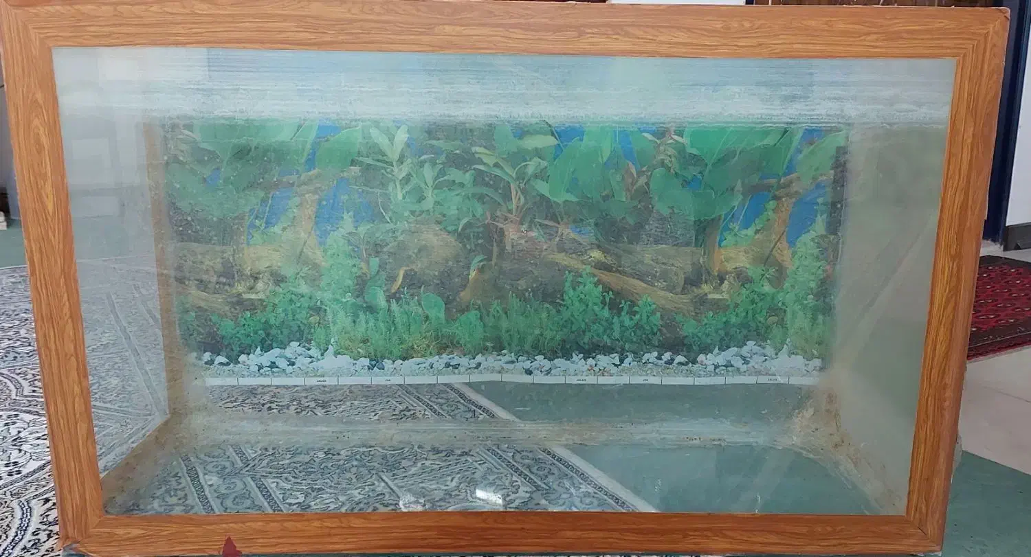 تلویزیون و آکواریوم|تلویزیون و پروژکتور|حمیدیا, |دیوار