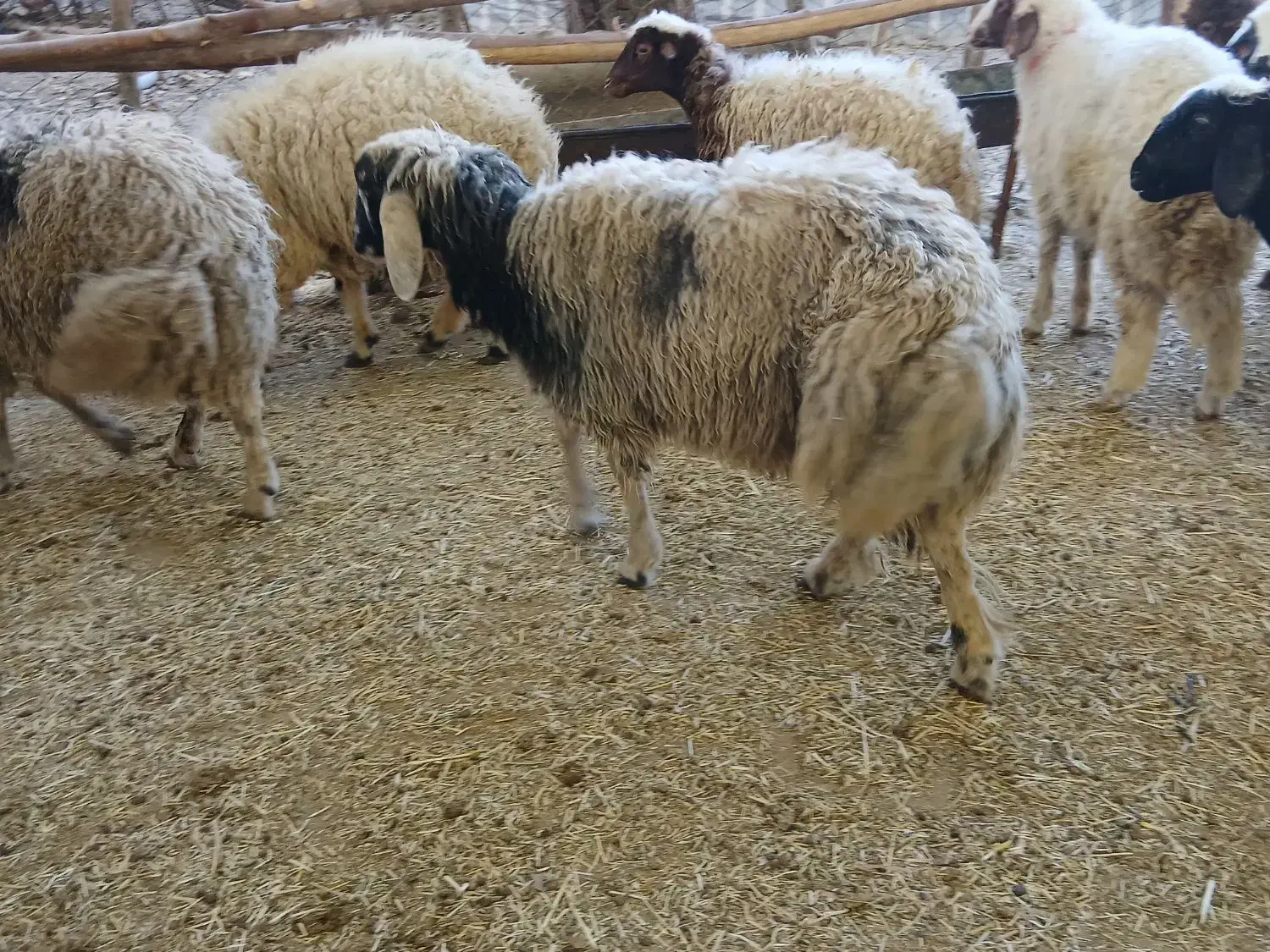 بره جفتی ۵۰ کیلو|حیوانات مزرعه|ملکشاهی, |دیوار