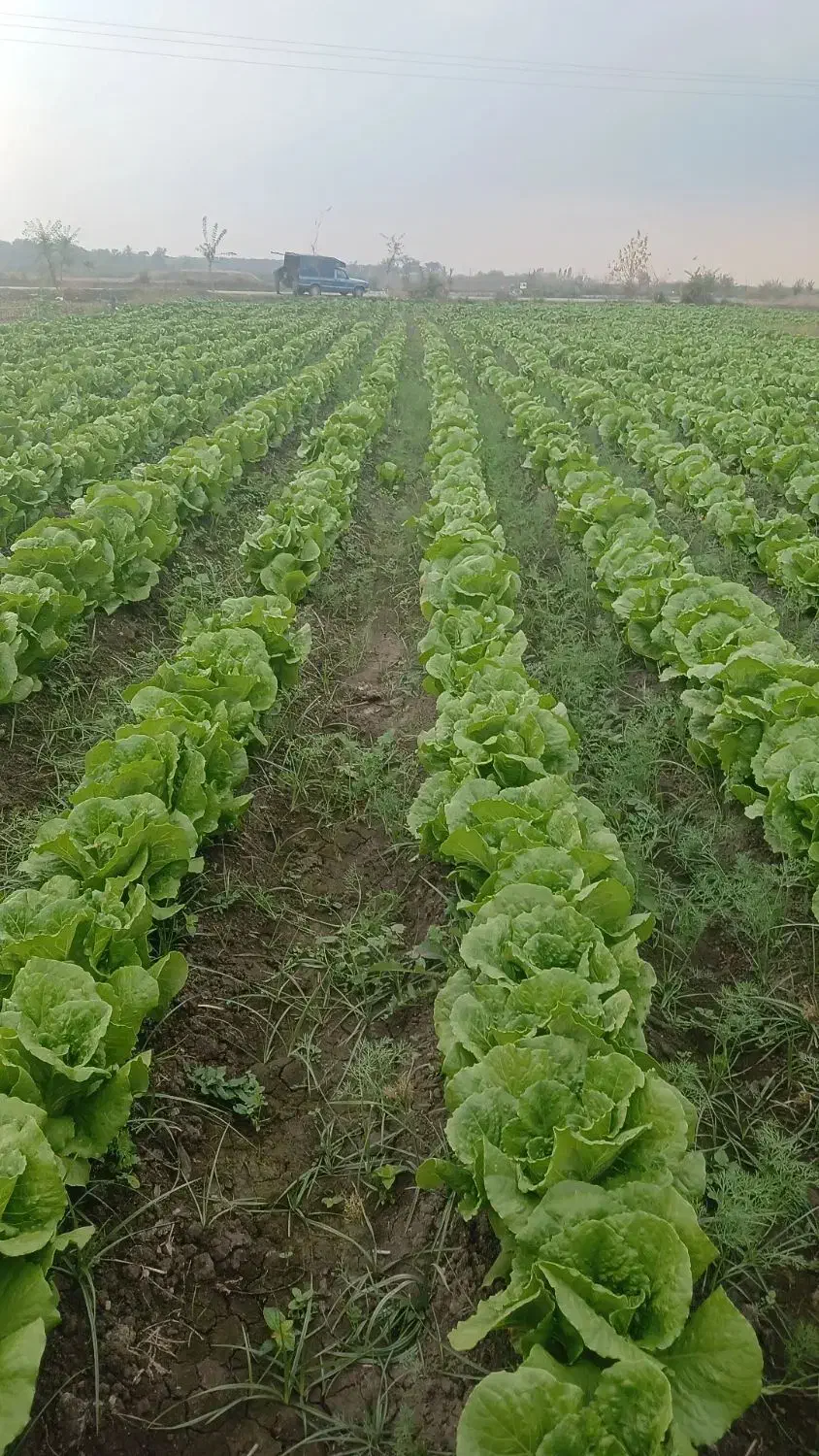 کاهو محلی|خوردنی و آشامیدنی|خان ببین, |دیوار