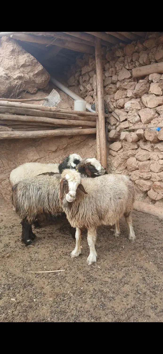 بره .کهره.میش|حیوانات مزرعه|کامفیروز, |دیوار