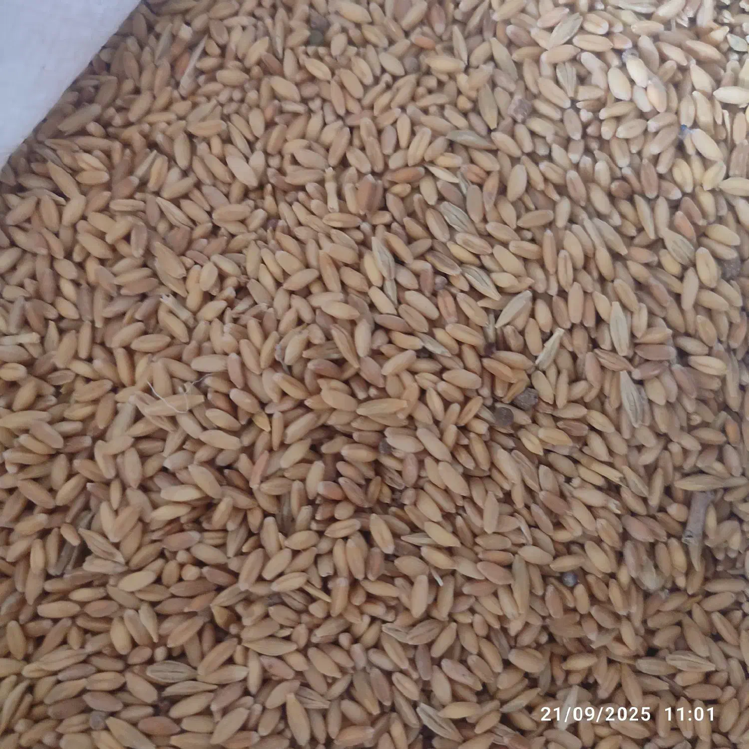 سرگل زعفران .تره.گندم.گردو.کارده|عمده‌فروشی|پاتاوه, |دیوار