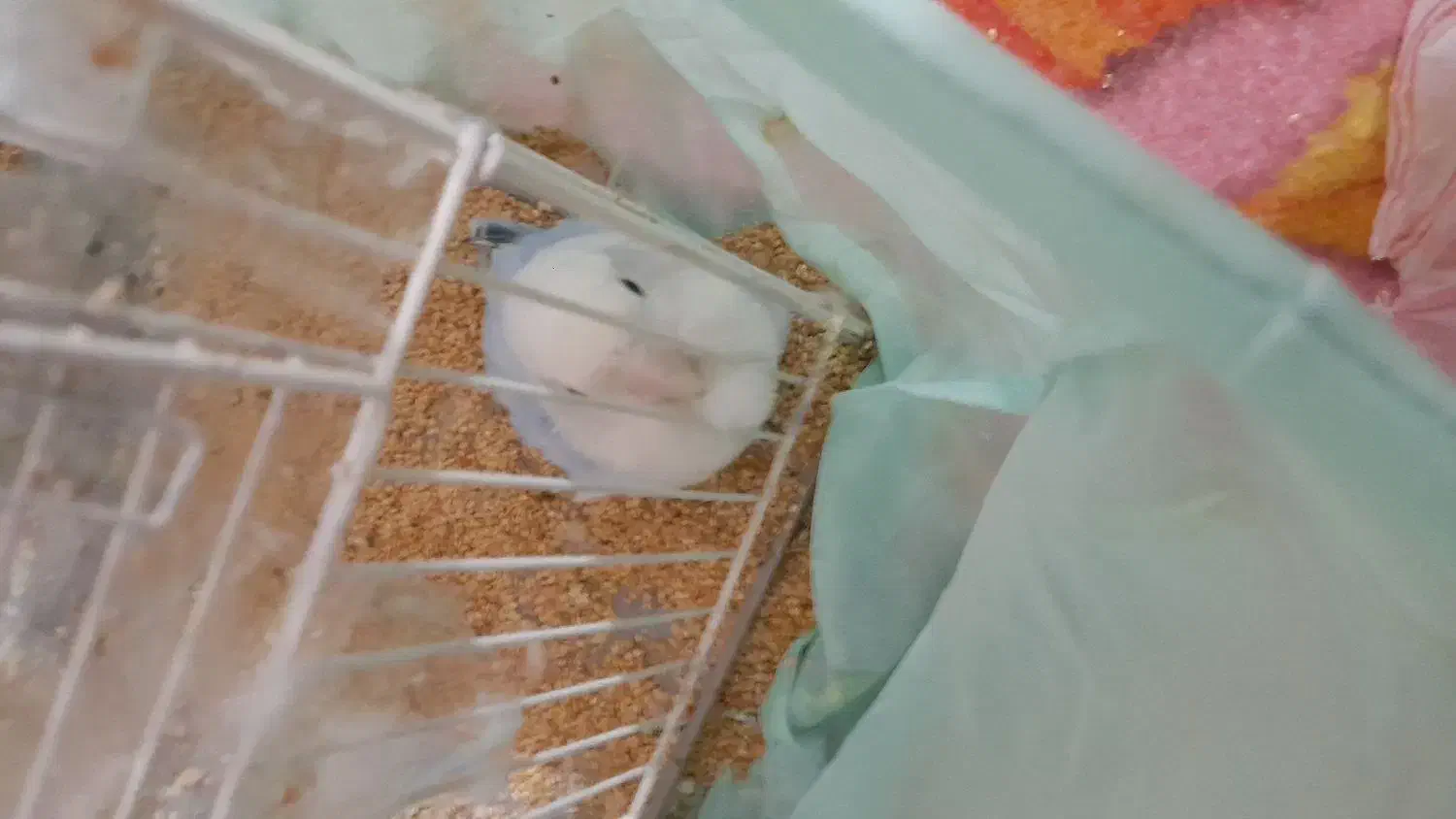 طوطی برزیلی|پرنده|رامشیر, |دیوار