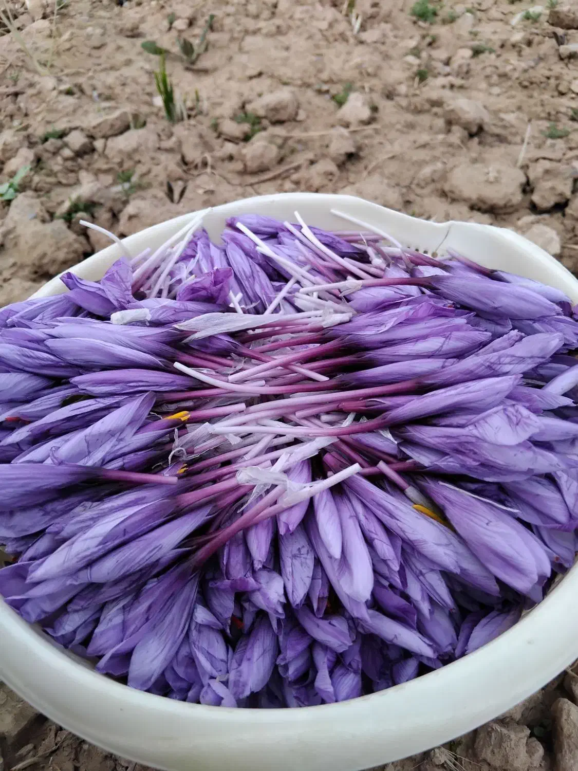 خرید و فروش گل زعفران(استعلام روزانه قیمت)|خوردنی و آشامیدنی|قائن, |دیوار